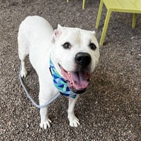 BUGSY - Photo 1