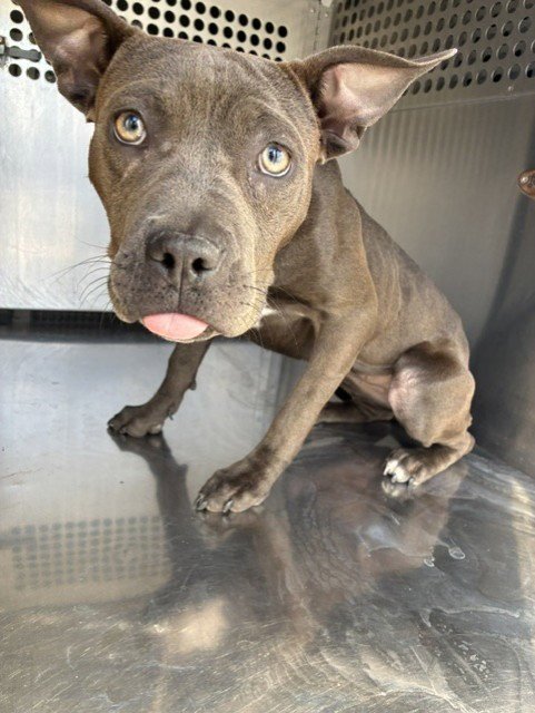 MARGE - American Pit Bull Terrier available for adoption