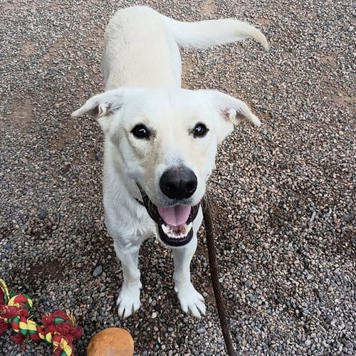 JAX - Labrador Retriever available for adoption