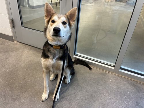 YUKI - Siberian Husky available for adoption