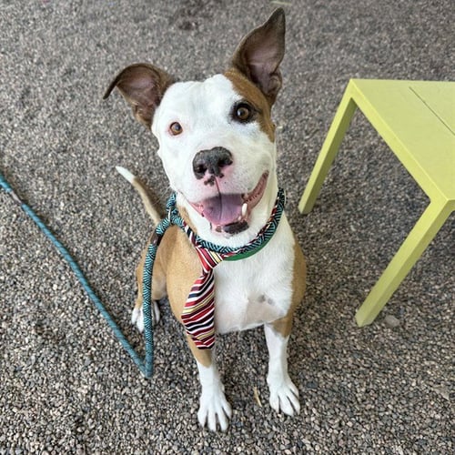 TACO - American Pit Bull Terrier for adoption in Mesa