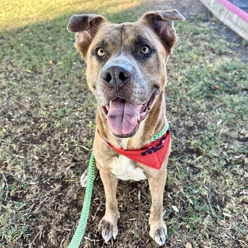 SPLOOT MCGOO - American Pit Bull Terrier available for adoption
