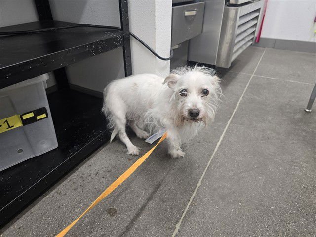 WHISPER - Chihuahua available for adoption