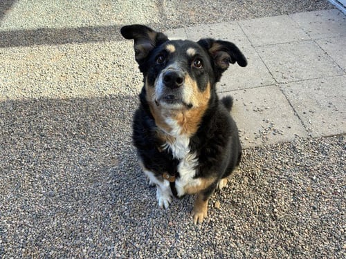 HEIDI - Greater Swiss Mountain Dog available for adoption