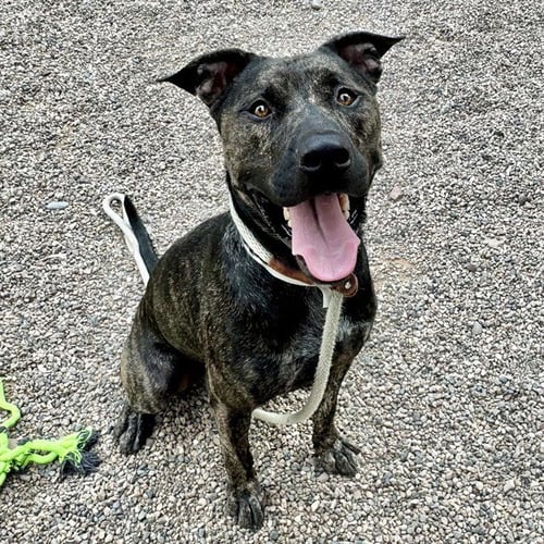 SHELDON - American Pit Bull Terrier available for adoption