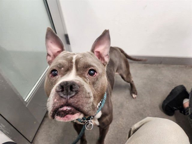 STITCH - Staffordshire Bull Terrier for adoption in Tempe