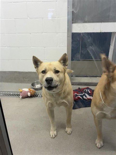 GUERO - Siberian Husky / American Pit Bull Terrier for adoption in Tempe