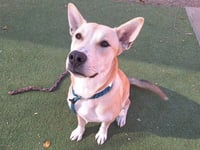 TIKI - Photo 1