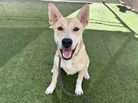 TIKI - Photo 1
