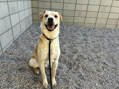 COCO - Labrador Retriever available for adoption