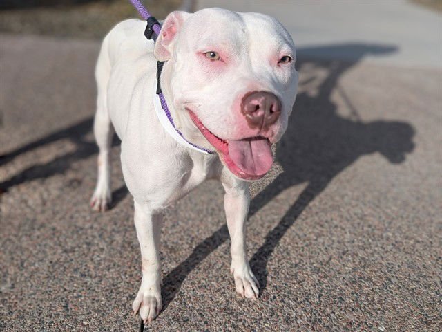 KAIA - American Pit Bull Terrier available for adoption