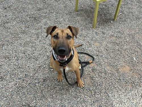 LEIA - American Pit Bull Terrier / Bull Terrier available for adoption