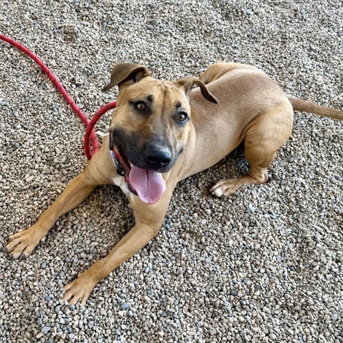 LEIA - American Pit Bull Terrier / Bull Terrier for adoption in Mesa