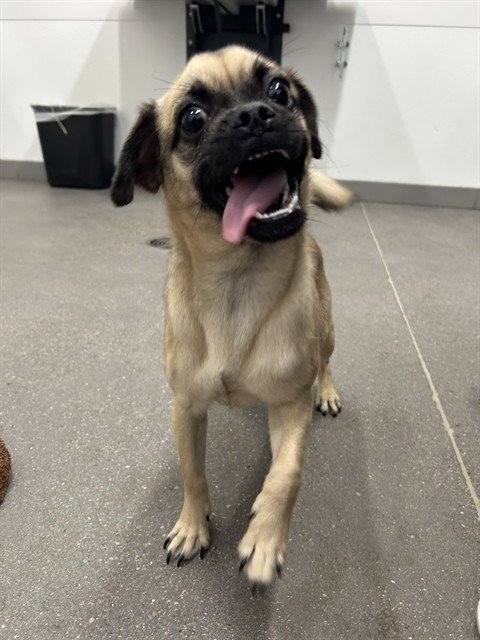 PIGGLET - Pug available for adoption