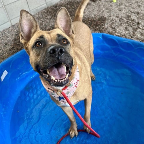 VELMA - German Shepherd Dog / American Pit Bull Terrier available for adoption