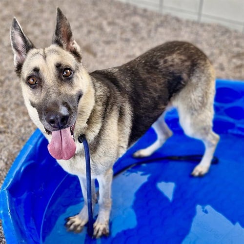 GRACE - German Shepherd Dog available for adoption