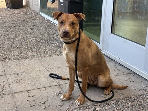 LUNA - Labrador Retriever available for adoption