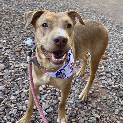 LUNA - Labrador Retriever for adoption in Mesa