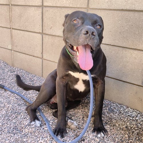KLAUS - American Pit Bull Terrier available for adoption