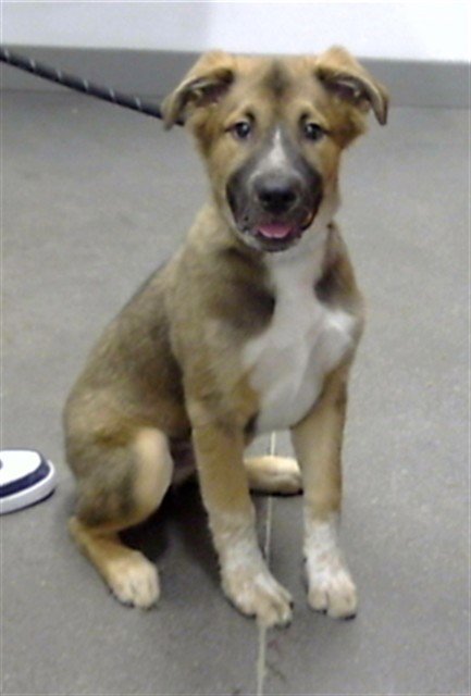 COLE - German Shepherd Dog available for adoption