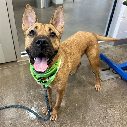 SCOOBY - Boxer / Chinese Shar-Pei for adoption in Mesa