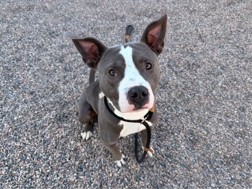 SHARKY - American Pit Bull Terrier available for adoption