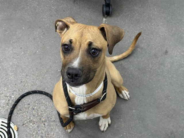 SHASTA - Boxer available for adoption