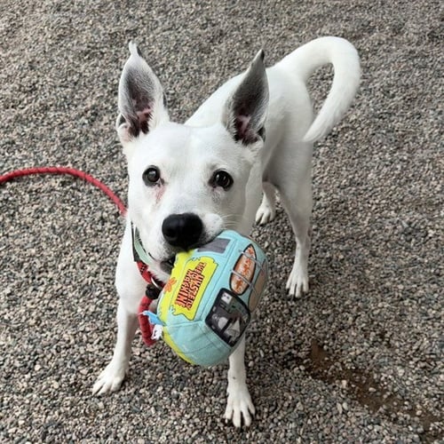 RUTH - Queensland Heeler / Australian Kelpie available for adoption