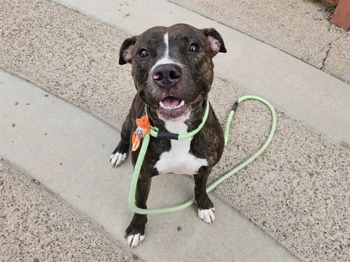 SHERBET - American Pit Bull Terrier available for adoption