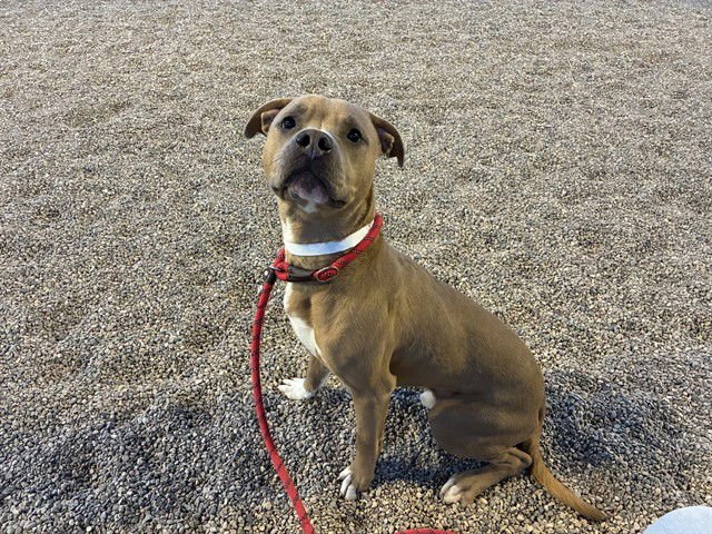 HUGO - American Pit Bull Terrier available for adoption