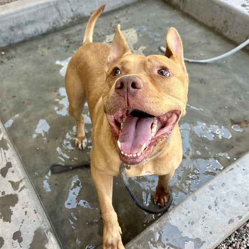 ANGUS - American Staffordshire Terrier for adoption in Mesa