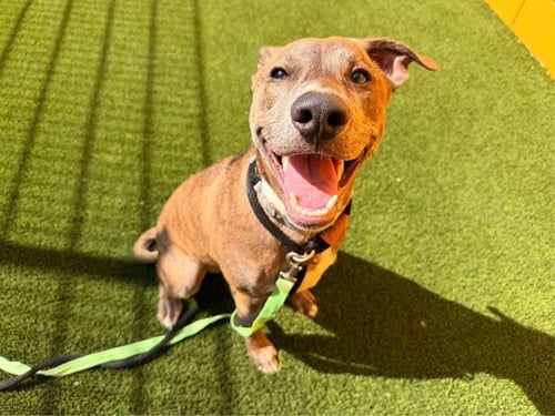 COOPER - Dutch Shepherd available for adoption