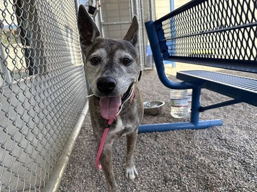 NIKITA - Australian Cattle Dog/Blue Heeler / German Shepherd Dog available for adoption