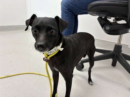 LILLY PAD - Chihuahua available for adoption