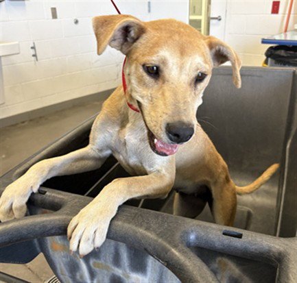 HYDRANGEA - Labrador Retriever available for adoption