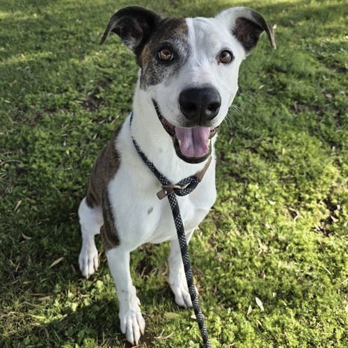 FRED - American Pit Bull Terrier available for adoption