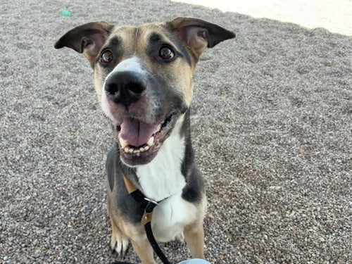 ASTRID - Australian Kelpie available for adoption