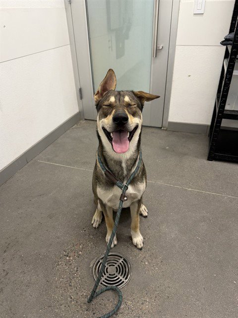 HUSKER - Siberian Husky / Belgian Shepherd Malinois available for adoption