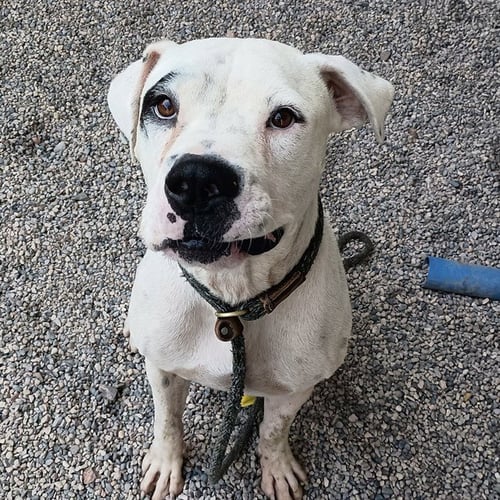 RAVIOLI - American Pit Bull Terrier available for adoption