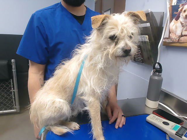RAY - Cairn Terrier available for adoption