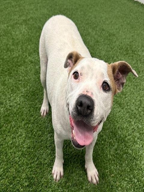 SKYE - American Pit Bull Terrier available for adoption