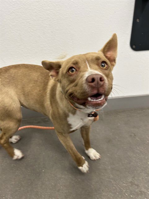 BREEZY - American Pit Bull Terrier available for adoption