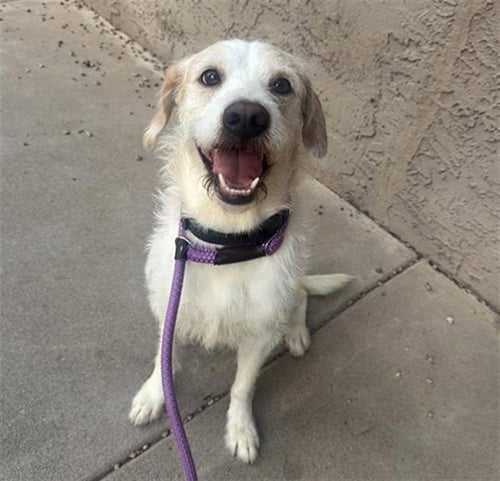 ALFREDO - Beagle / Cairn Terrier available for adoption