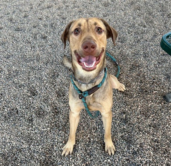 BRUNO - Labrador Retriever for adoption in Tempe