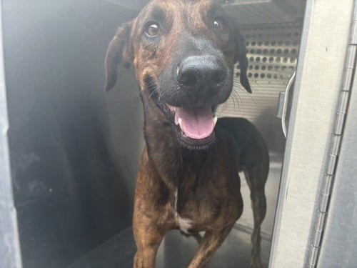 REX - German Shorthaired Pointer available for adoption