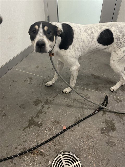 BELLA - German Shorthaired Pointer available for adoption