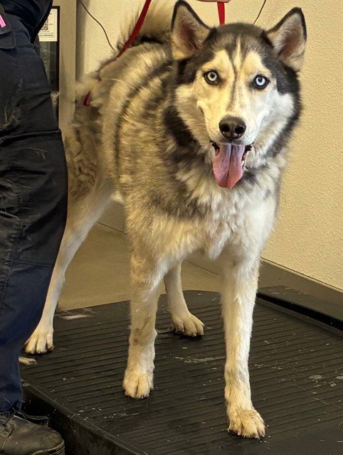 JIMMY - Siberian Husky available for adoption