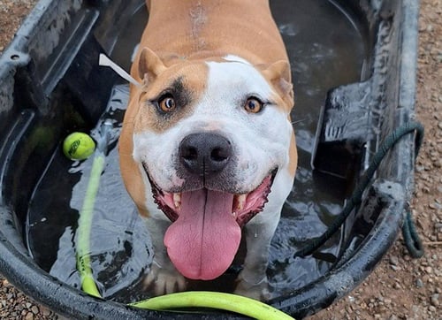 HOMER - American Pit Bull Terrier available for adoption