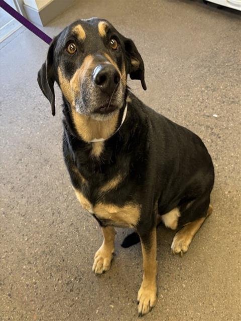 ODONIS - German Shepherd Dog for adoption in Tempe