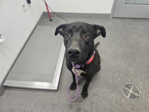 CHESTER - Labrador Retriever / American Pit Bull Terrier available for adoption
